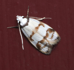Chezala brachypepla