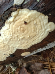 Dacryobolus karstenii