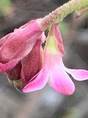 Ribes sanguineum glutinosum