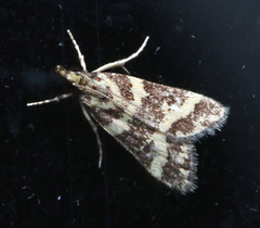 Scoparia spelaea