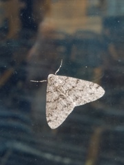 Phigalia denticulata