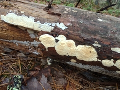 Dacryobolus karstenii