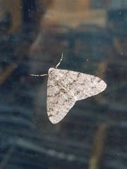 Phigalia denticulata