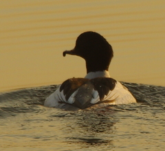 Mergus merganser
