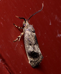 Pycnocera hypoxantha