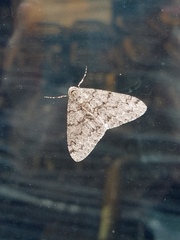 Phigalia denticulata