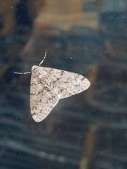 Phigalia denticulata