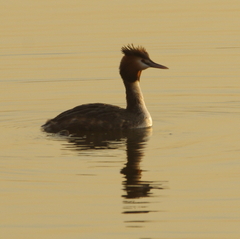 Podiceps cristatus