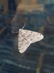 Phigalia denticulata