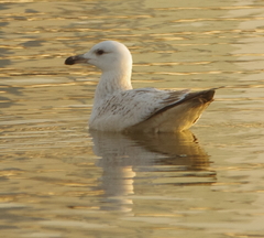 Larus argentatus mongolicus