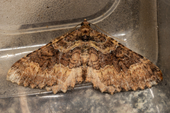 Austrocidaria cedrinodes