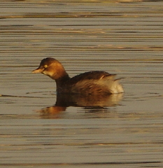 Tachybaptus ruficollis