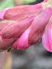 Ribes sanguineum glutinosum