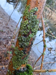 Melanohalea exasperatula