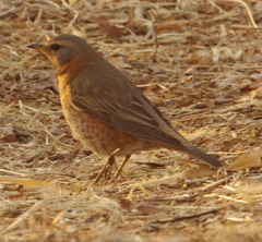 Turdus naumanni