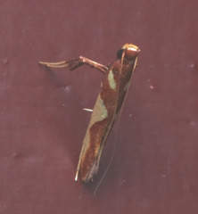 Caloptilia xanthopharella