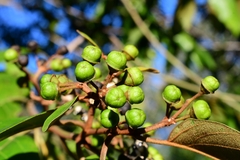 Colubrina arborescens