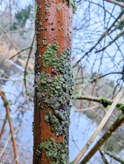 Melanohalea exasperatula