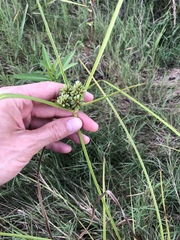 Cyperus virens