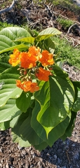 Cordia sebestena