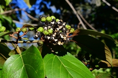 Colubrina arborescens