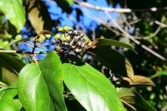 Colubrina arborescens
