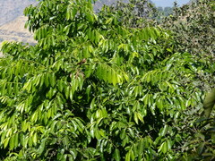Diospyros sylvatica