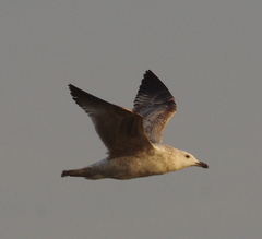 Larus argentatus mongolicus
