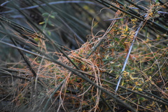 Cuscuta pacifica