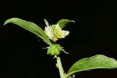 Ditaxis argothamnoides