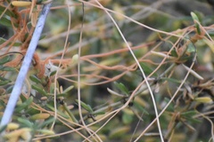 Cuscuta pacifica