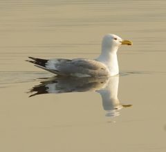 Larus argentatus mongolicus