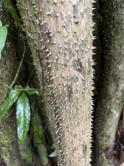 Socratea exorrhiza image