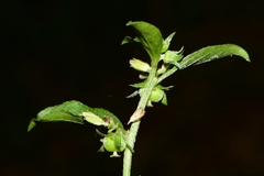 Ditaxis argothamnoides