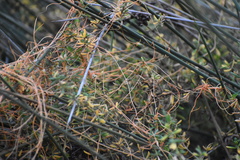 Cuscuta pacifica