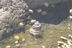 Austrocochlea constricta