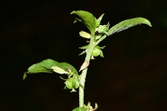 Ditaxis argothamnoides