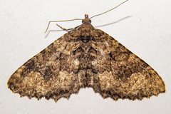 Austrocidaria cedrinodes