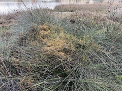 Cuscuta pacifica