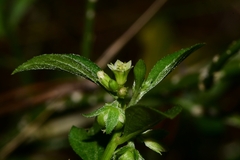 Ditaxis argothamnoides