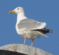 Larus argentatus mongolicus