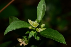 Ditaxis argothamnoides