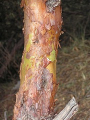 Magnoliopsida