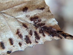 Acalitus ferrugineum