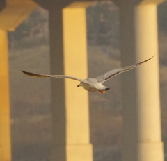 Larus argentatus mongolicus