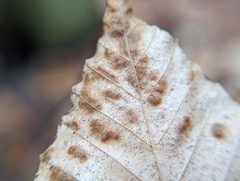 Acalitus ferrugineum