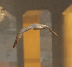 Larus argentatus mongolicus