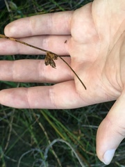 Schoenoplectus torreyi