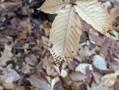 Acalitus ferrugineum