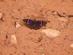 Doxocopa